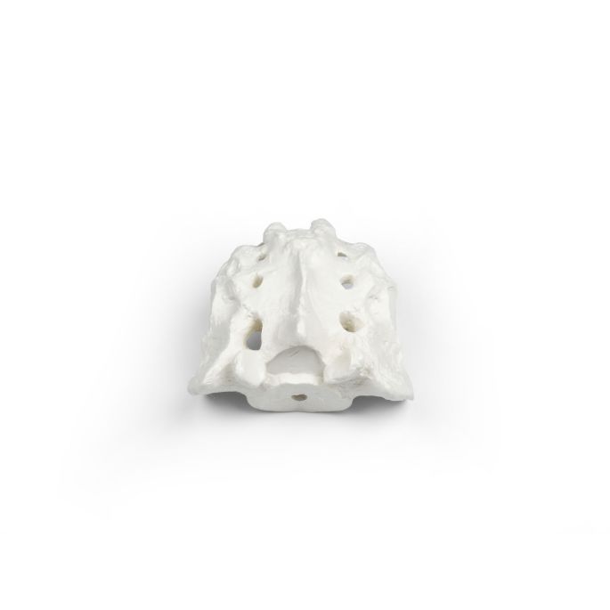 Sacrum met os coccygis