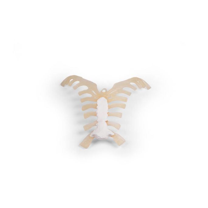 Sternum (borstbeen)