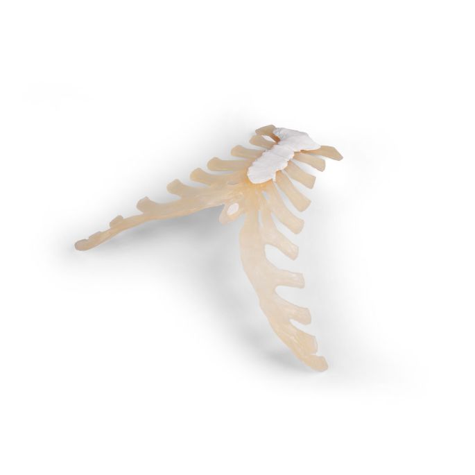 Sternum (borstbeen)