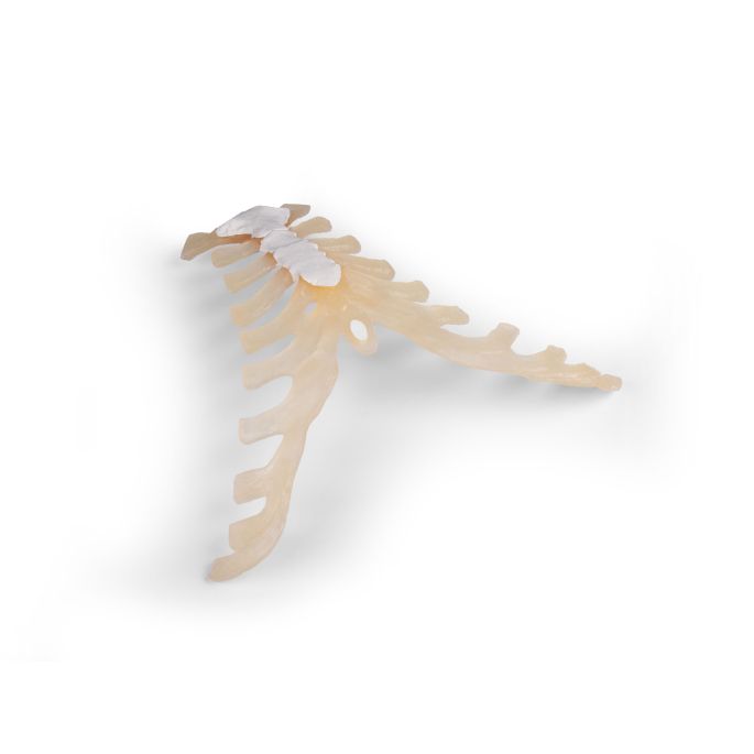 Sternum (borstbeen)