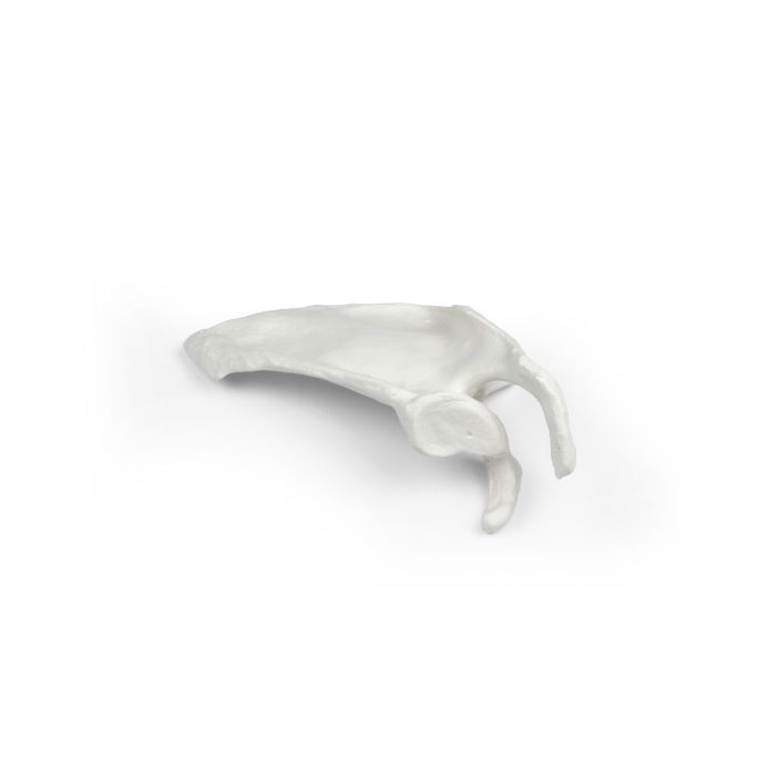 Scapula (schouderblad)