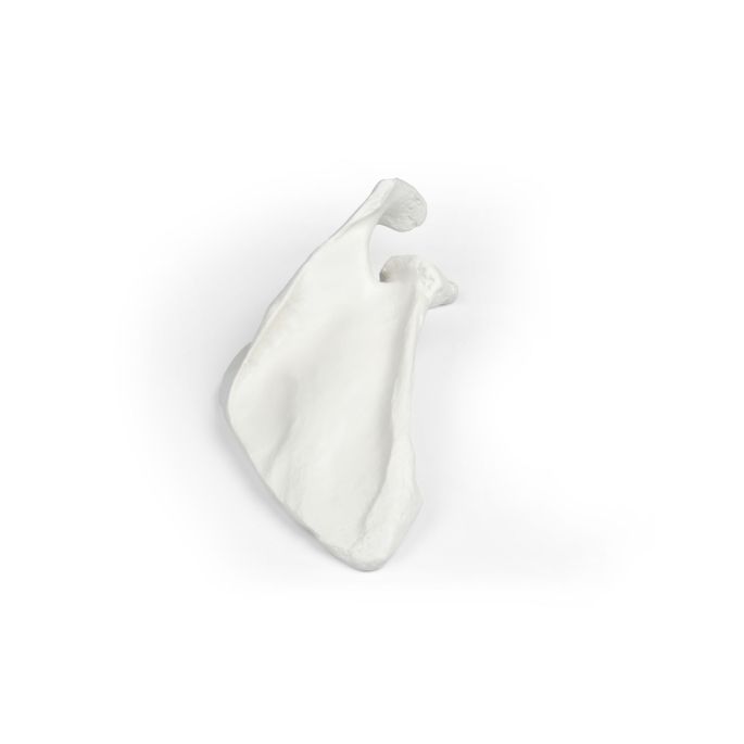 Scapula (schouderblad)