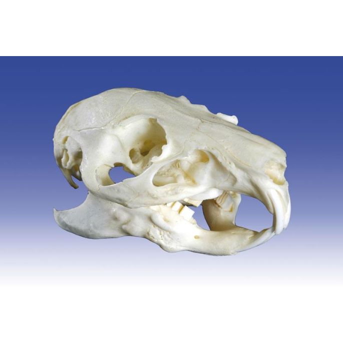 De schedel van een cavia