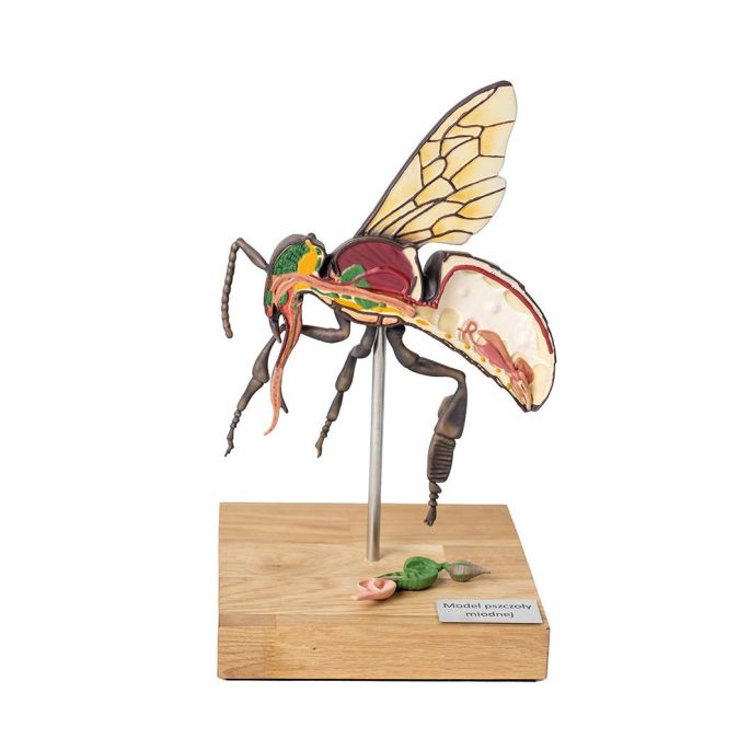 Model werkbij (Apis mellifera), 25x vergroot, 3-delig