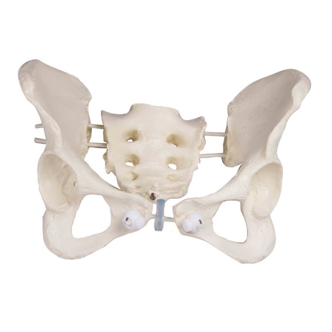  met sacrum - afbeelding 2