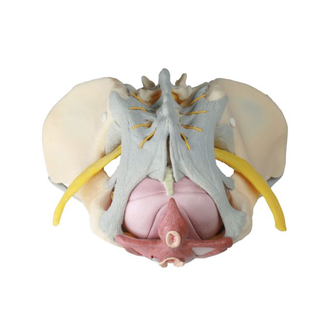 Vrouwelijk bekken: ligamenten