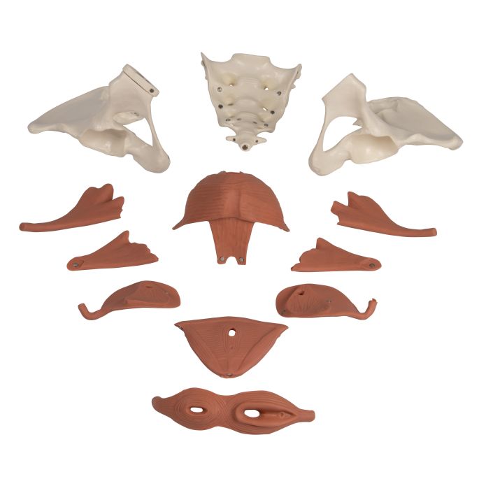 Vrouwelijk bekkenbodemmodel, 12-delig, magnetisch