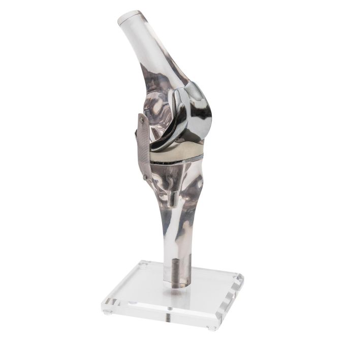 Kniemodel met endoprothese