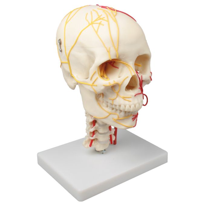 Neurovasculaire schedel