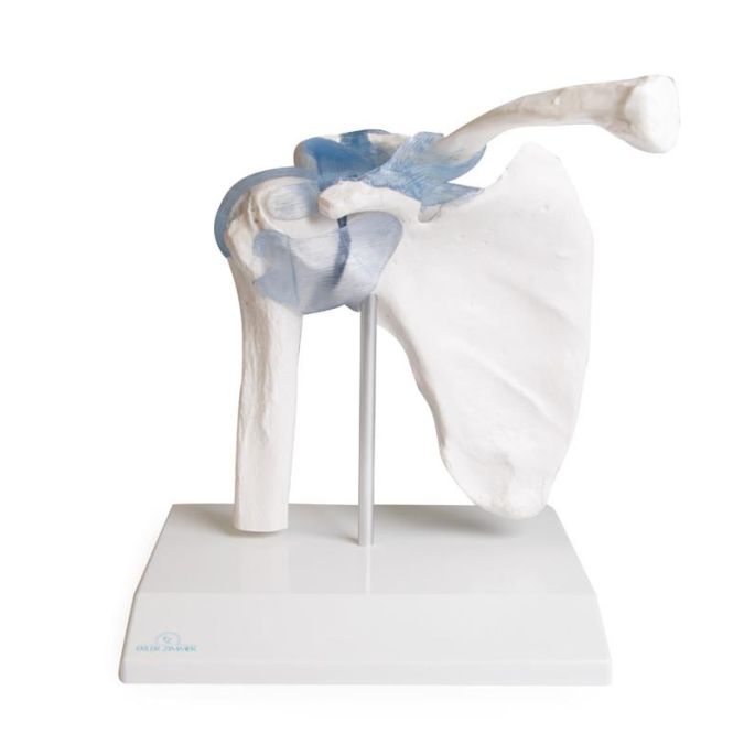 Schoudergewricht met ligamenten met standaard
