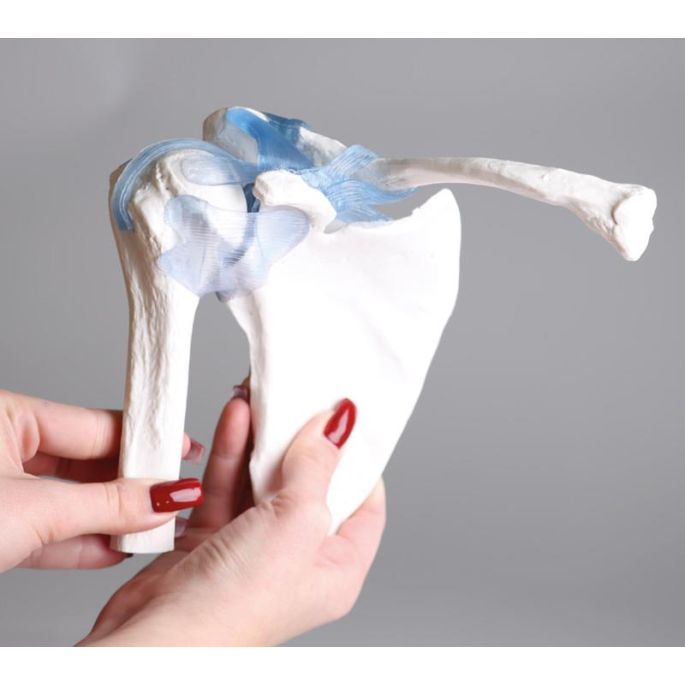 Schoudergewricht met ligamenten met standaard