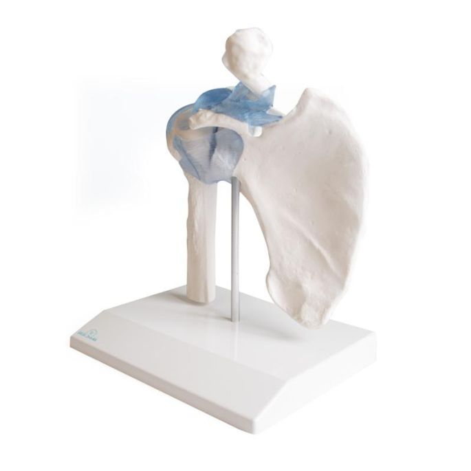 Schoudergewricht met ligamenten met standaard