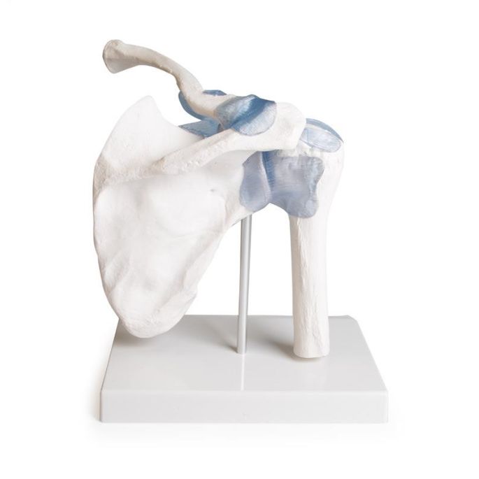 Schoudergewricht met ligamenten met standaard