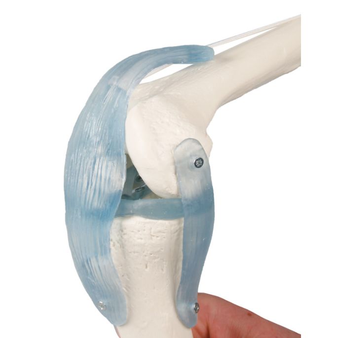 Kniegewricht met ligamenten op standaard - afbeelding 2