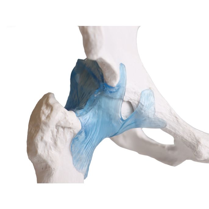 Heupgewricht met ligamenten op standaard - afbeelding 3