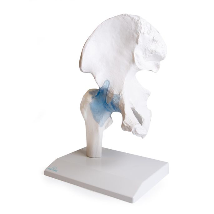 Heupgewricht met ligamenten op standaard - afbeelding 4