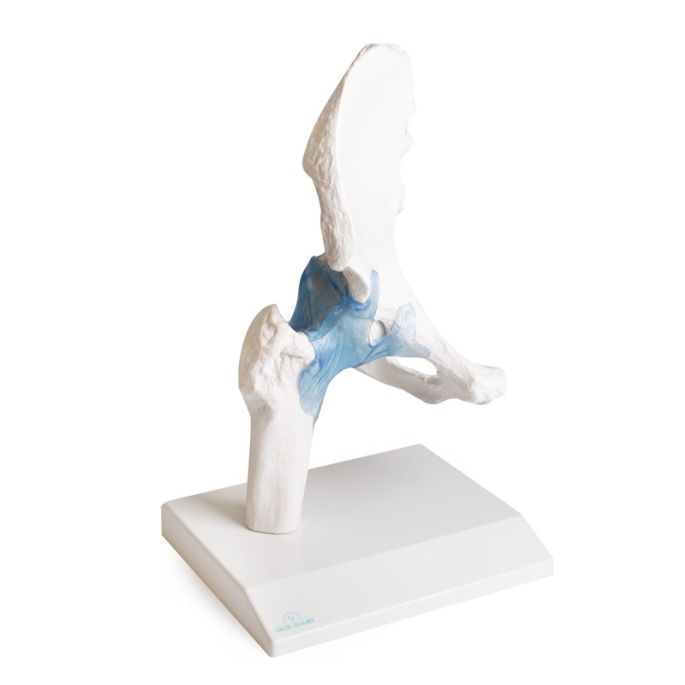 Heupgewricht met ligamenten op standaard - afbeelding 7