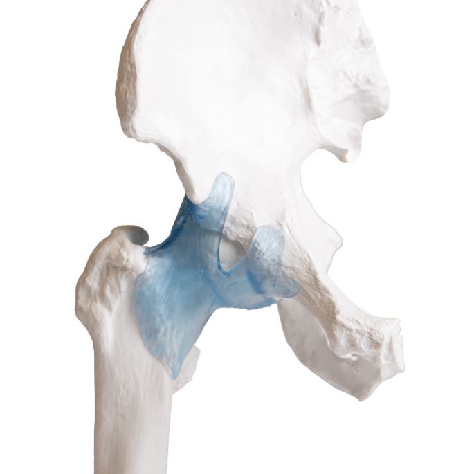 Heupgewricht met ligamenten op standaard - afbeelding 8
