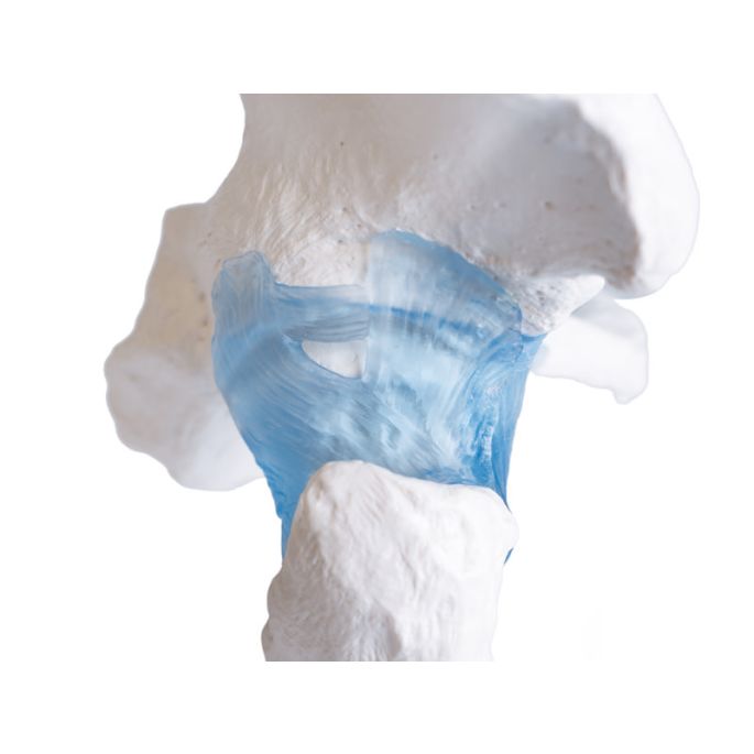 Heupgewricht met ligamenten op standaard - afbeelding 9