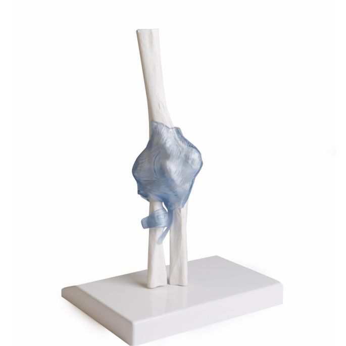 Ellebooggewricht met ligamenten met standaard