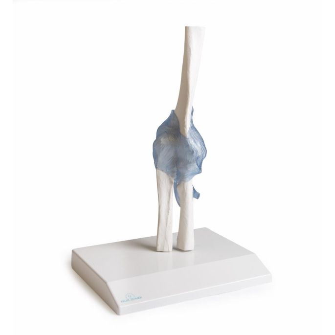 Ellebooggewricht met ligamenten met standaard