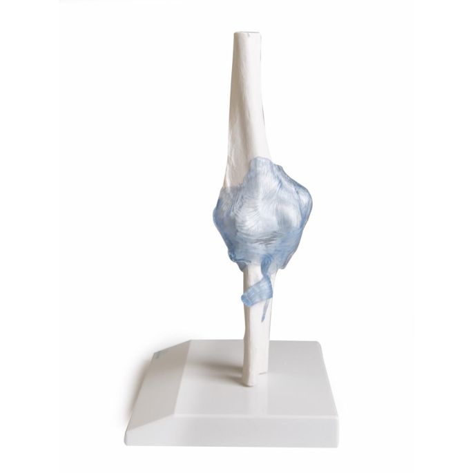 Ellebooggewricht met ligamenten met standaard