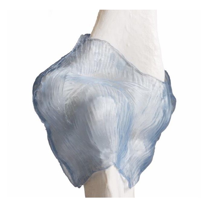 Ellebooggewricht met ligamenten met standaard