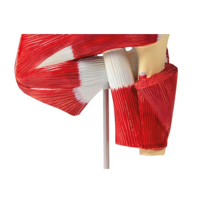 Schoudermodel met diepe spieren (rotator cuff) - afbeelding 4