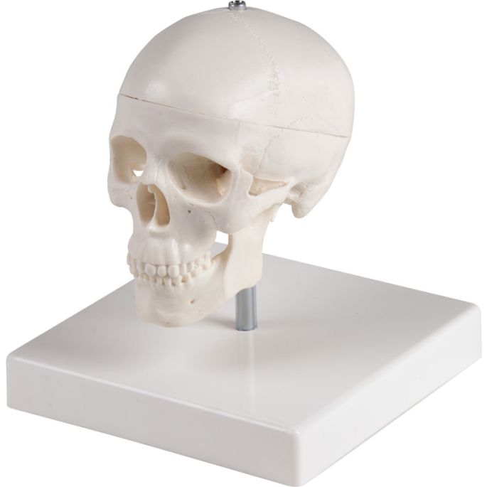 Miniatuurschedel 3-delig op standaard - afbeelding 2