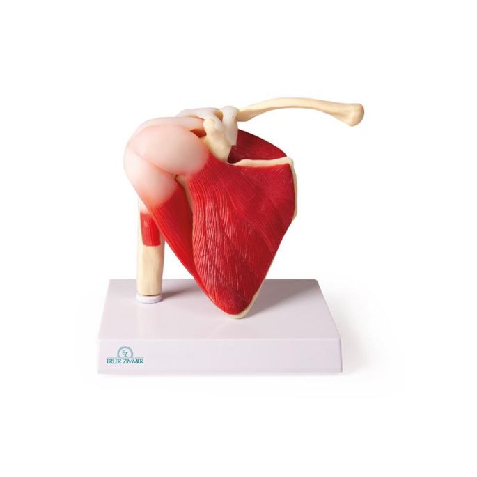Schoudergewricht, levensgroot, spieren, EZ Augmented Anatomy