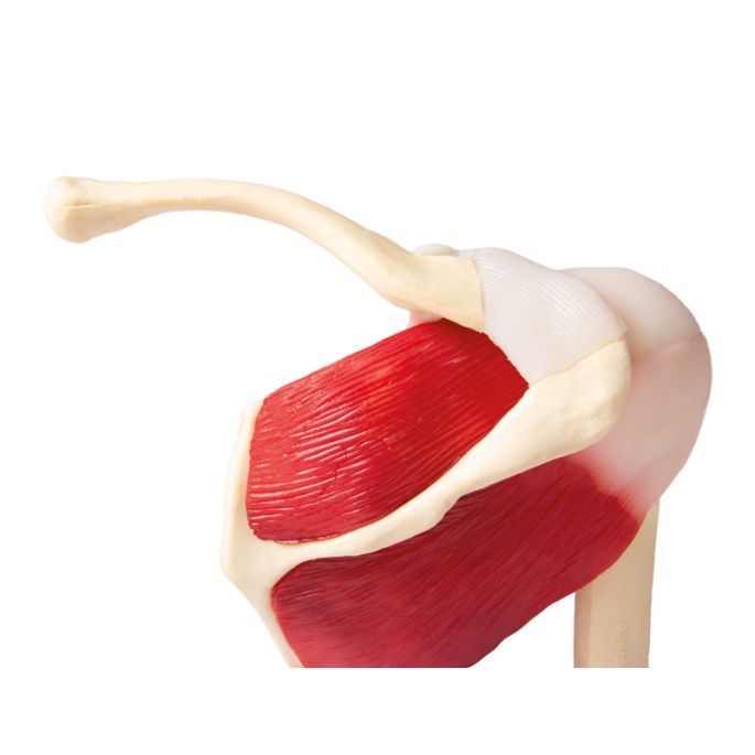Schoudergewricht, levensgroot, spieren, EZ Augmented Anatomy