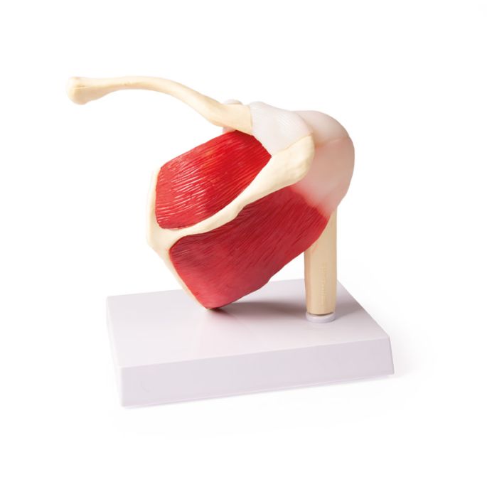 Schoudergewricht, levensgroot, spieren, EZ Augmented Anatomy