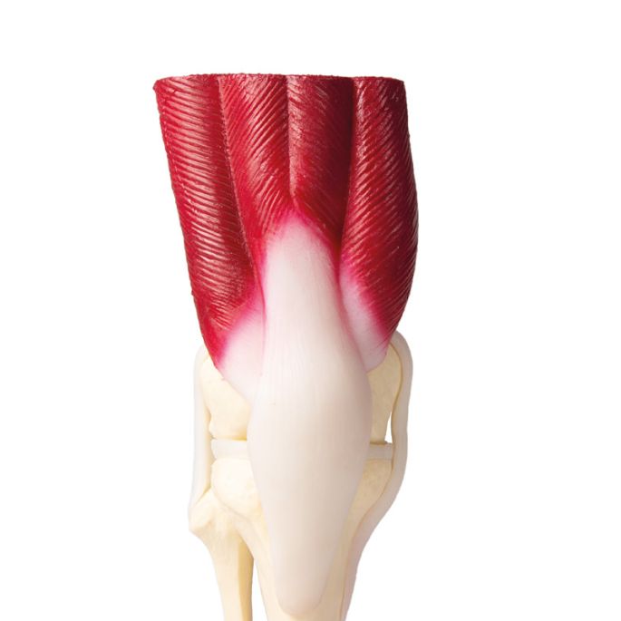 Kniegewricht, levensgroot, met spieren