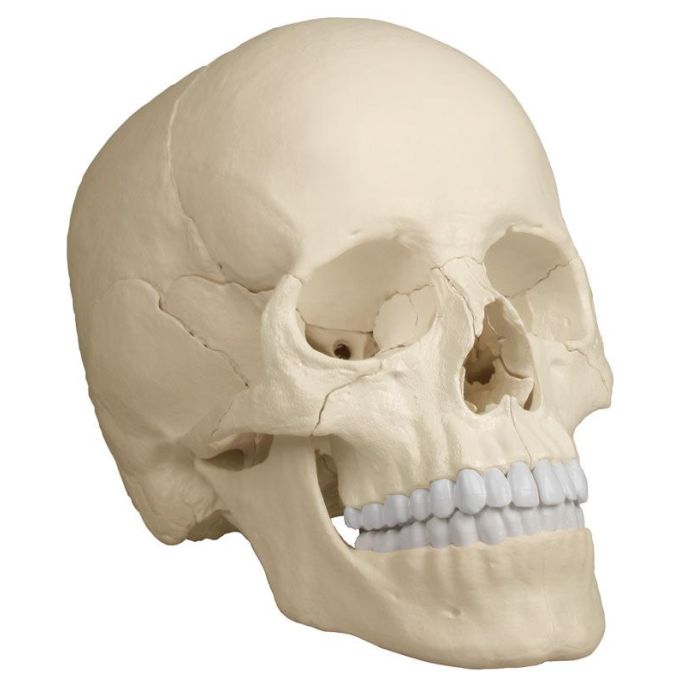 Osteopathisch schedelmodel, 22-delig, anatomische versie