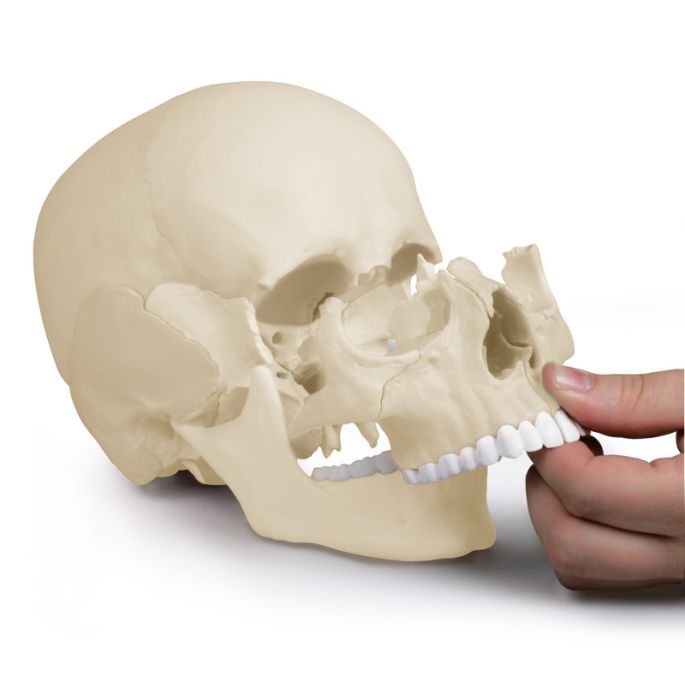 Osteopathisch schedelmodel, 22-delig, anatomische versie