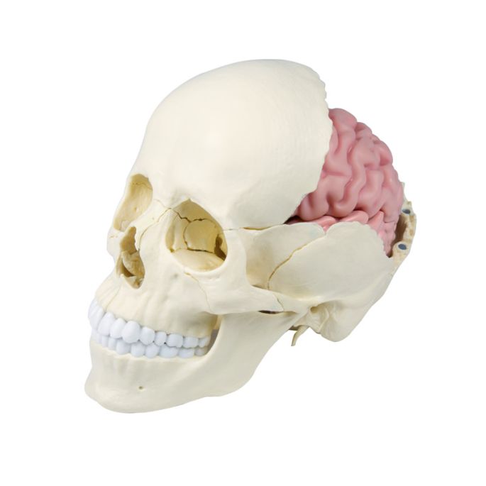  anatomisch - afbeelding 2