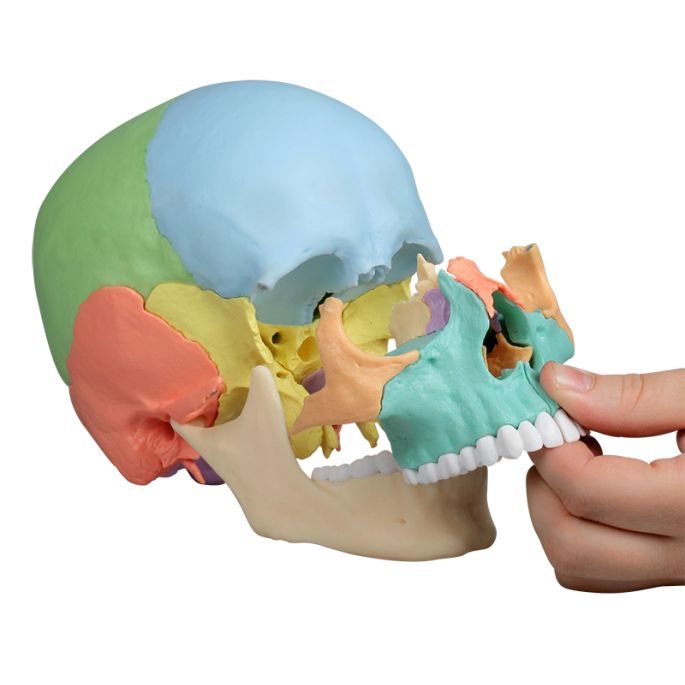 Osteopathisch schedelmodel, 22-delig, didactische versie