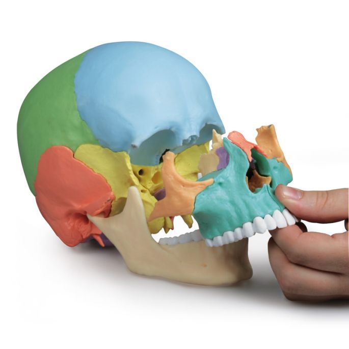 Osteopathische schedel 22-delig
