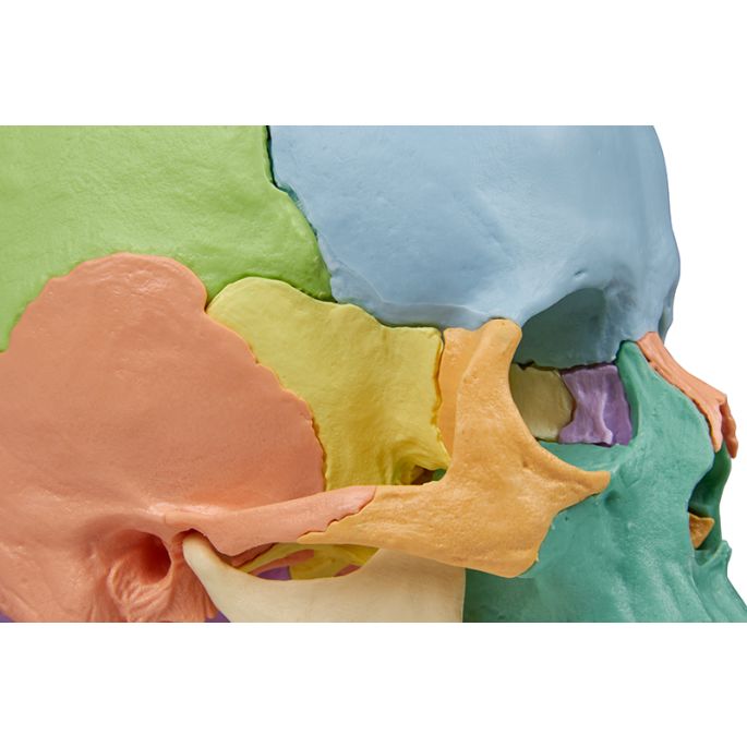 Osteopathisch schedelmodel, 22-delig, didactische versie