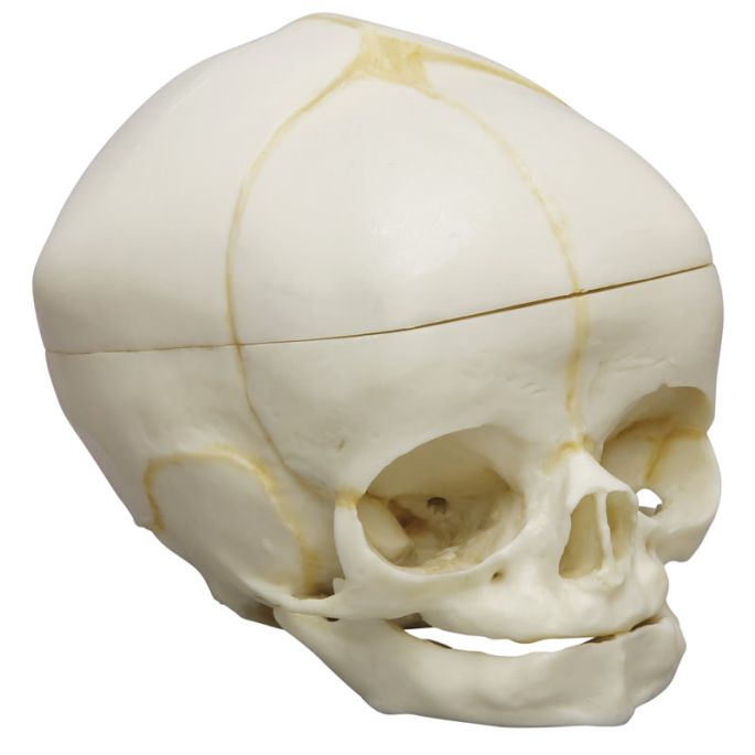 Foetale schedel 40 weken met afneembare calvaria - afbeelding 2