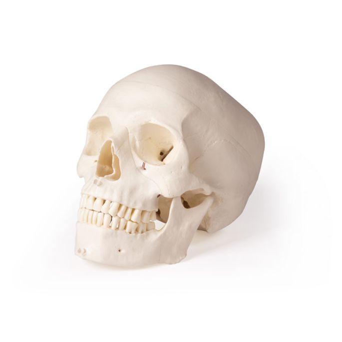 Schedelmodel voor tandheelkunde en kaakchirurgie, 5-delig