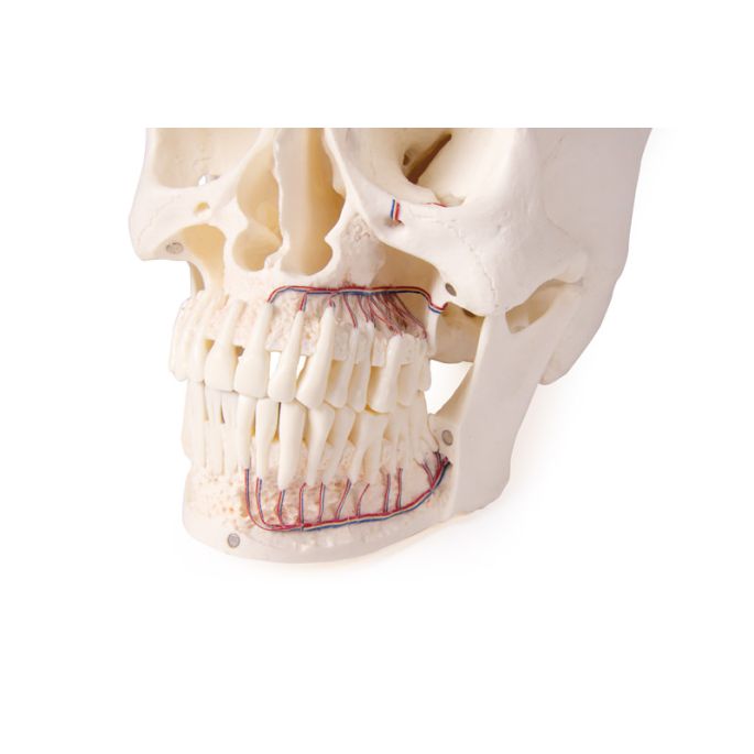 Schedelmodel voor tandheelkunde en kaakchirurgie, 5-delig