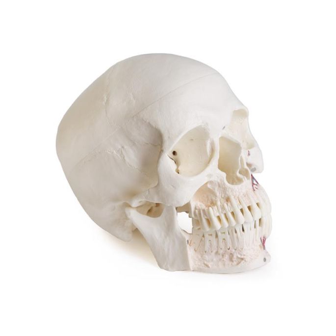 Schedelmodel voor tandheelkunde met TMD-syndroom, 8 delen