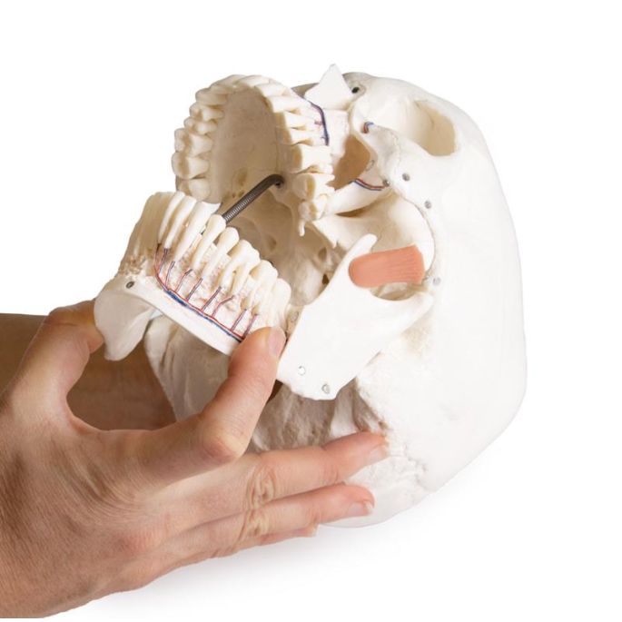 Schedelmodel voor tandheelkunde met TMD-syndroom, 8 delen