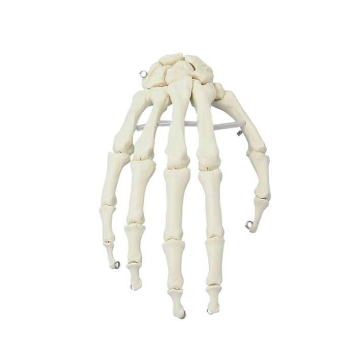Skelet van de hand