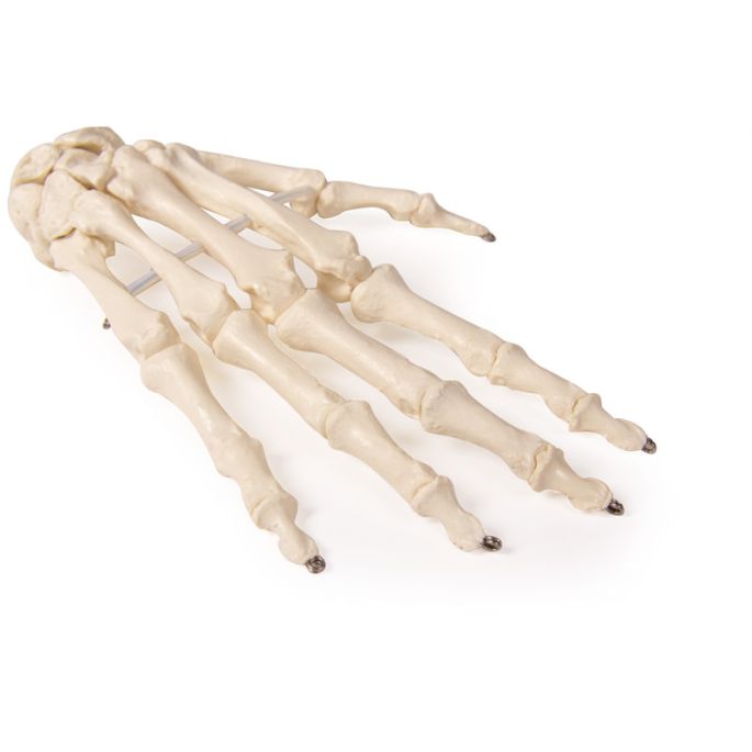 Skelet van de hand