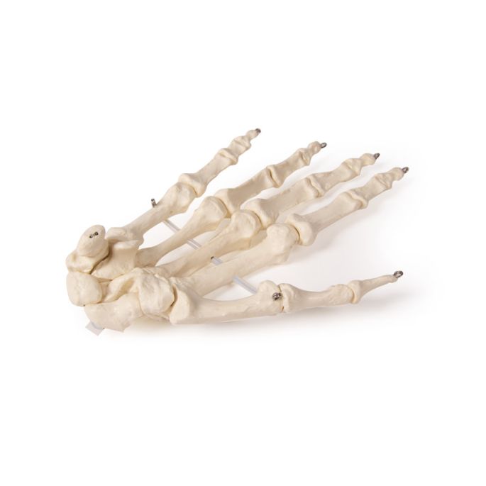 Skelet van de hand