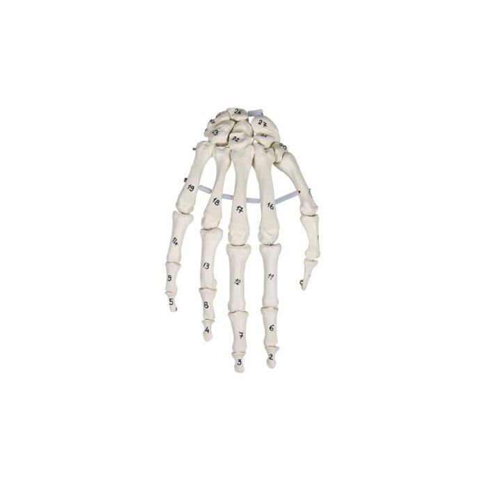 Skelet van de hand met botnummering