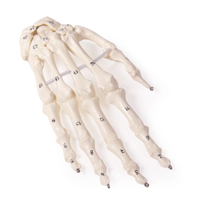 Skelet van de hand met botnummering