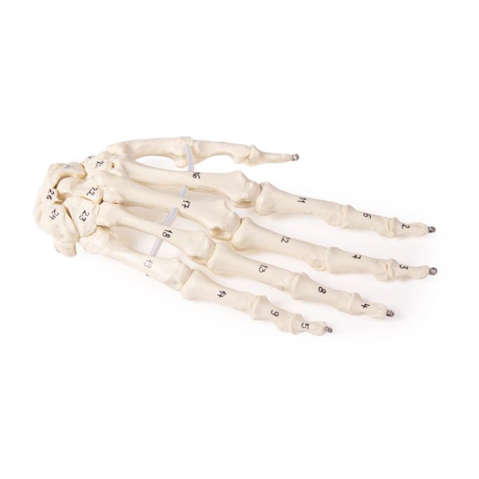 Skelet van de hand met botnummering